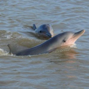 Dolphin Tour Suriname